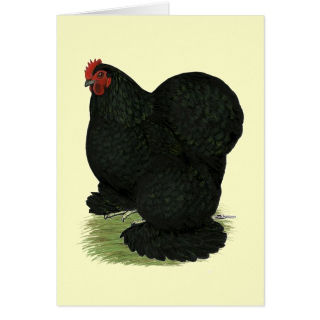 Cartão Cochim:  Black Hen (Frente)