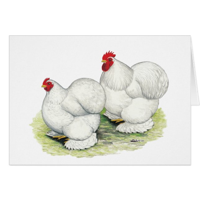 Cartão Cochin: Bantams Brancos (Frente Horizontal)
