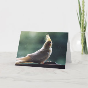Cartão "Cockatiel" Bird Photography Greeting Card