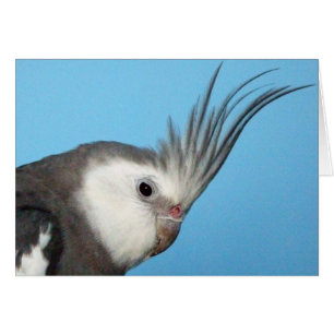 Cartão Cockatiel masculino de Whiteface