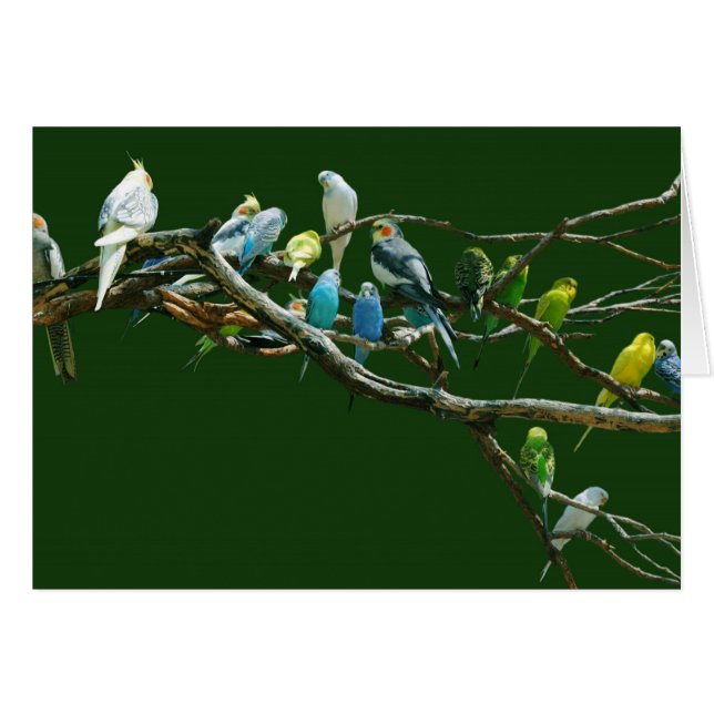 Cartão Cockatiels N periquitos (Frente Horizontal)