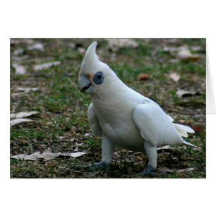 Cartão Cockatoa de olhos azuis