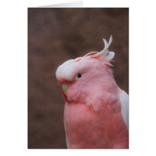 Cartão Cockatoa Rosa