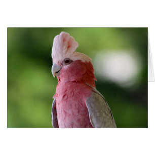 Cartão Cockatoo cor-de-rosa