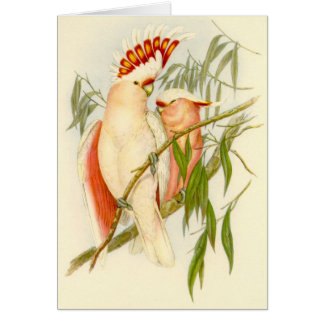 Cartão Cockatoo de Gould - de Leadbetter