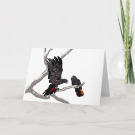 Cartão Cockatoo Negro de cauda vermelha
