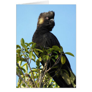 Cartão Cockatoo preto de cauda amarela