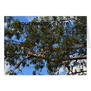 Cartão Cockatoos brancos selvagens australianos,