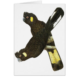 Cartão Cockatoos pretos Curto-faturados & Amarelo-atados