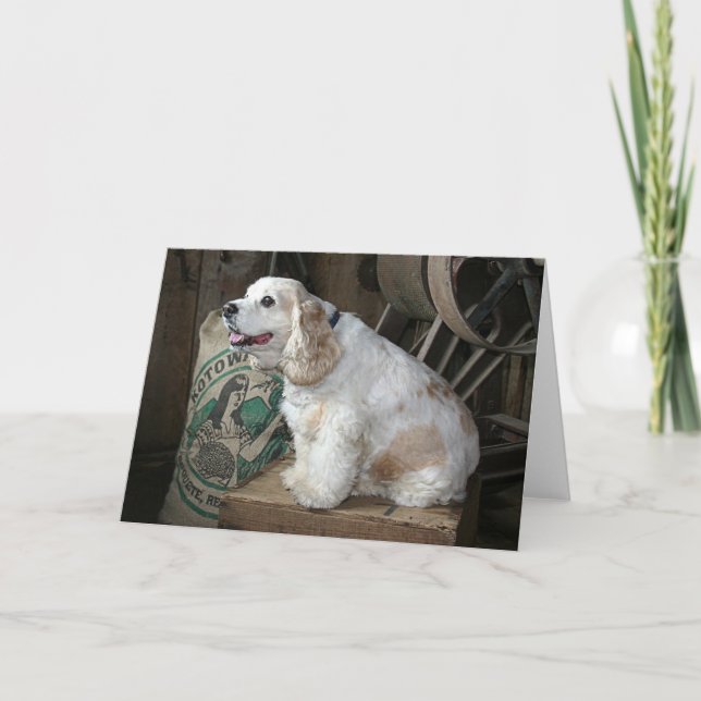 Cartão Cocker spaniel (Frente)