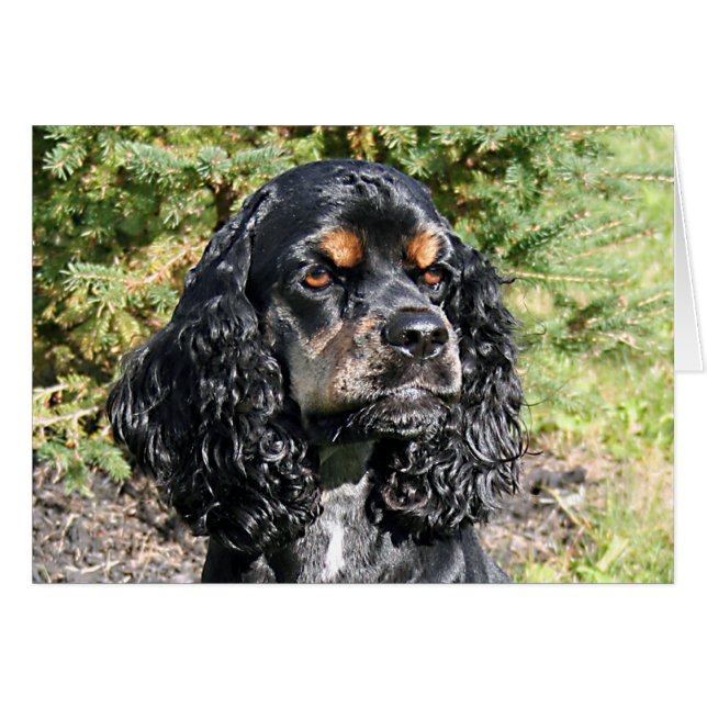 Cartão Cocker Spaniel (Frente Horizontal)
