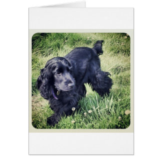 Cartão Cocker Spaniel