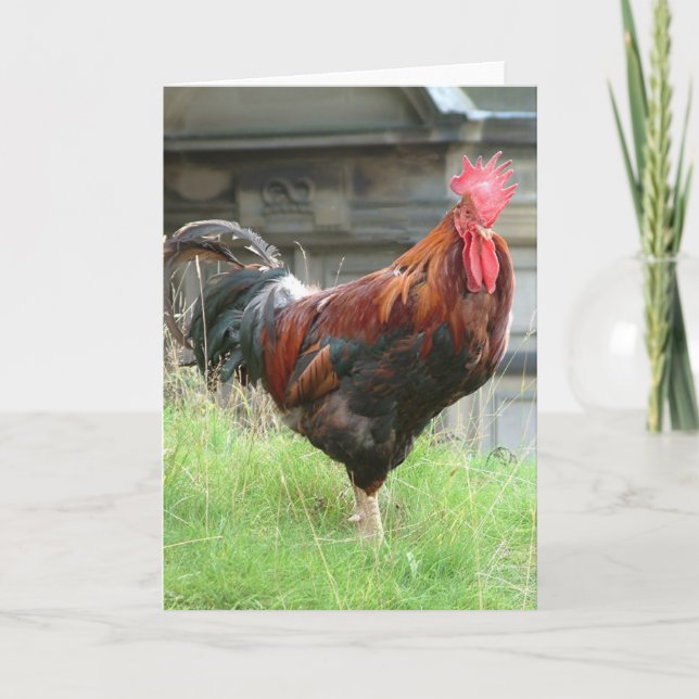 Cartão Cockrel (Frente)