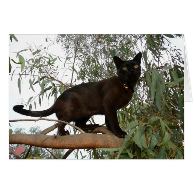 Cartão Cocos (Frente Horizontal)