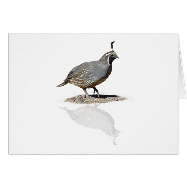 CARTÃO CODORNIZ REFLETIDAS (Frente Horizontal)