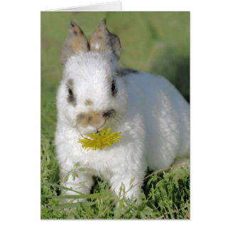 Cartão Coelhinho com Flor