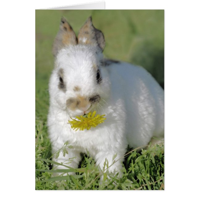 Cartão Coelhinho com Flor (Frente)