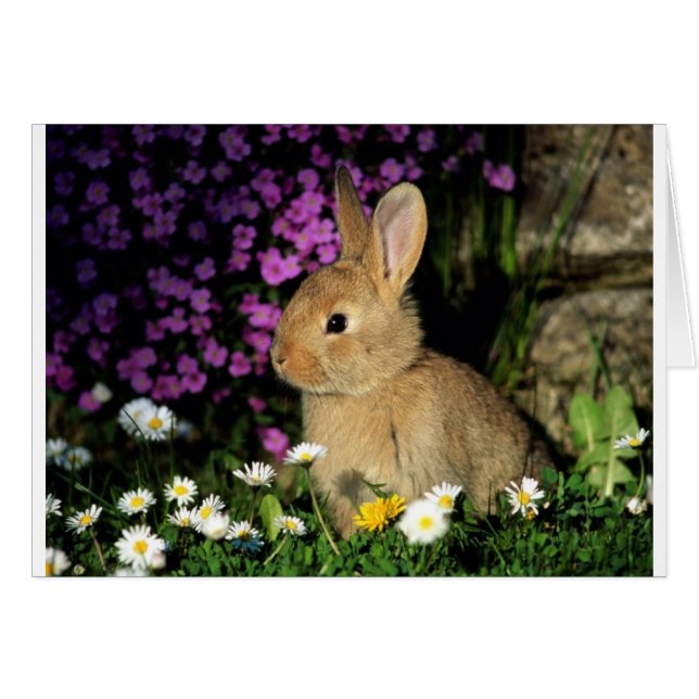 Cartão Coelhinho da Páscoa (Frente Horizontal)