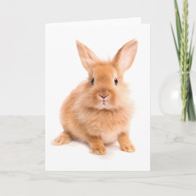 Cartão Coelho (Frente)