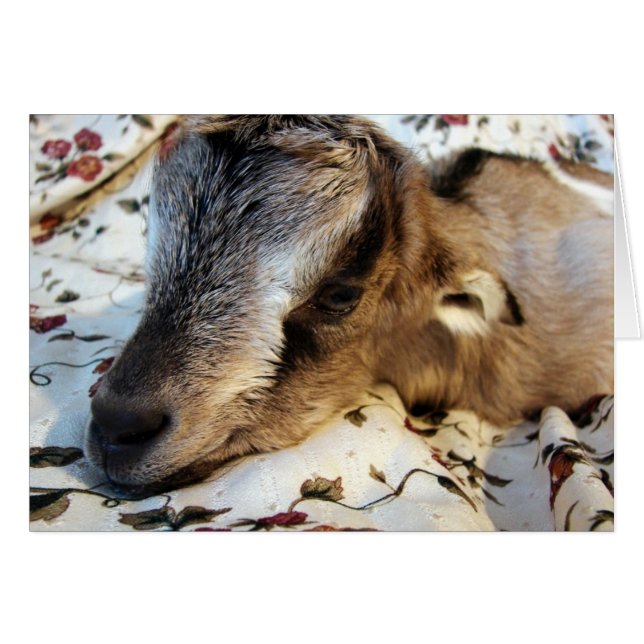 Cartão Coelho (Frente Horizontal)