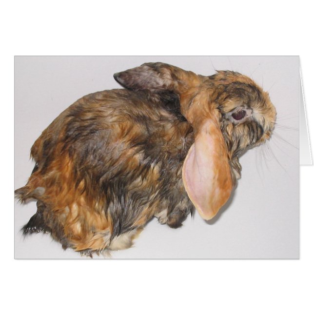 Cartão Coelho Bathtime (Frente Horizontal)