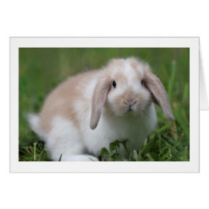 Cartão Coelho bonito de Holland Lop do bebê - animais do