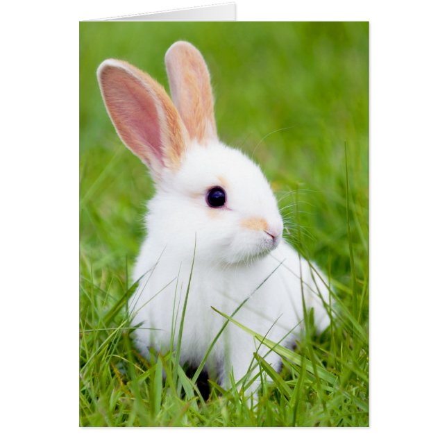 Cartão Coelho branco (Frente)