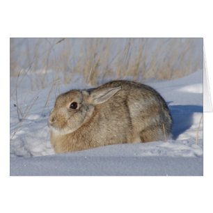 Cartão Coelho Cottontail R5 na Neve
