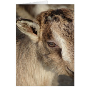 Cartão Coelho da Cabra