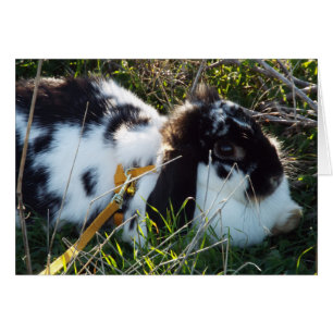 Cartão Coelho de junho