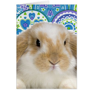 Cartão Coelho Funky