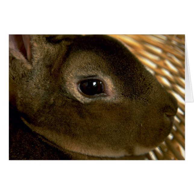 Cartão Coelho Rex Apricot (Frente Horizontal)