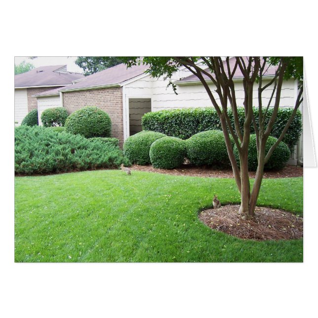 Cartão Coelhos tocando relva (Frente Horizontal)