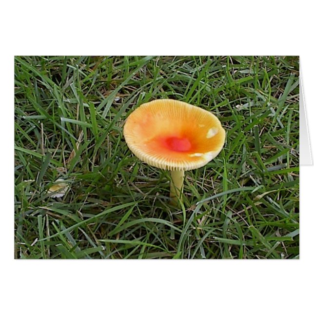 Cartão Cogumelo2 (Frente Horizontal)