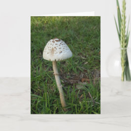 Cartão Cogumelo Enchanted Notecards (vazio para dentro)