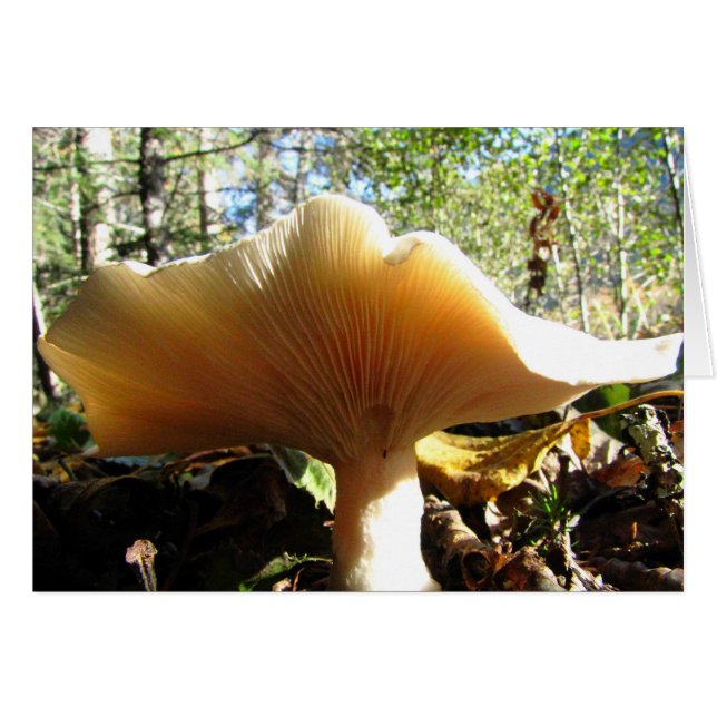 Cartão Cogumelo gostando do sol (Frente horizontal)