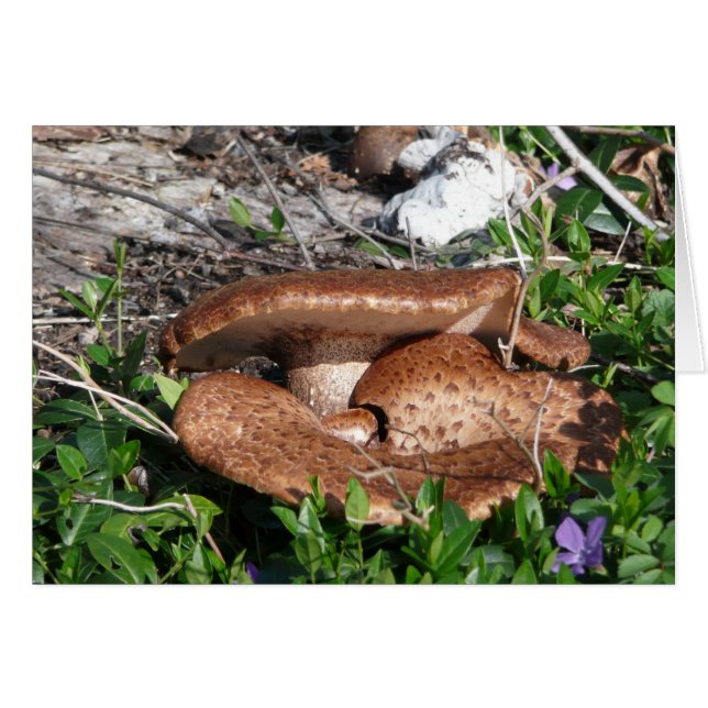 Cartão Cogumelos (Frente Horizontal)