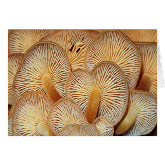 Cartão Cogumelos alaranjados de Mycena