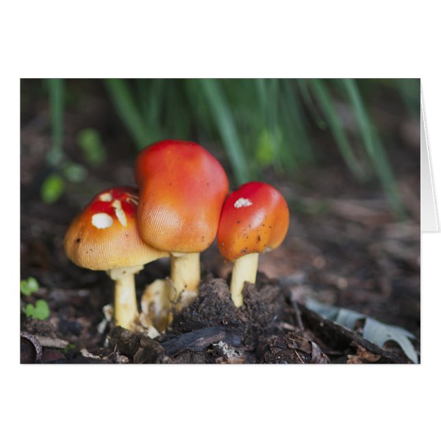 Cartão Cogumelos da família Amanita (Frente Horizontal)