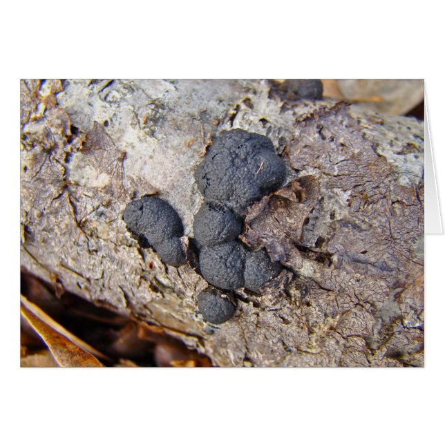 Cartão Cogumelos (Daldinia concênica) (Frente Horizontal)