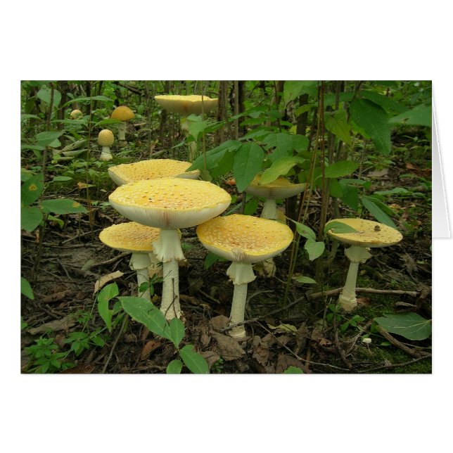 Cartão Cogumelos de germinação (Frente Horizontal)