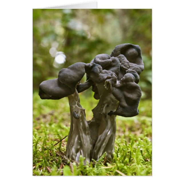 Cartão Cogumelos Místicos (Frente)