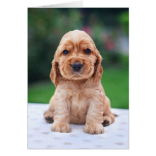 Cartão Coker Spaniel Puppy