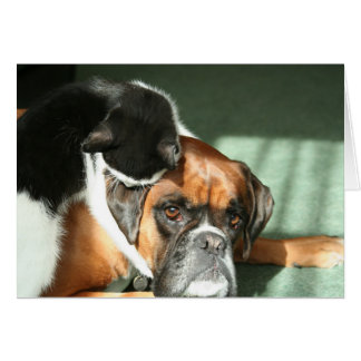 Cartão Colar de Gato