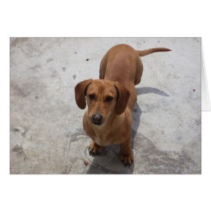 Cartão Coleção Cute Dachshund