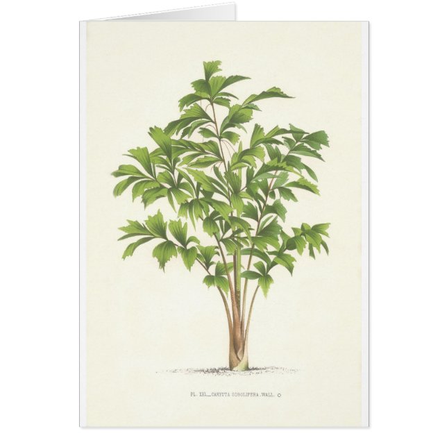 Cartão Coleção da palma - desenho mim (Frente)