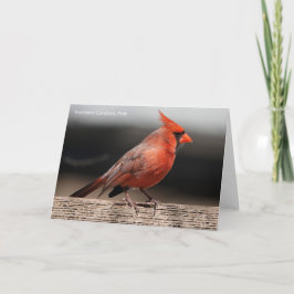 Cartão Coleção de aves: Cardeal de Nortes (notas de vazio
