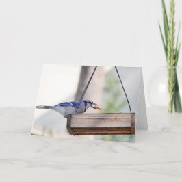 Cartão Coleção de Pássaros: Blue Jay (notas de vazio)