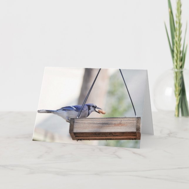Cartão Coleção de Pássaros: Blue Jay (notas de vazio) (Frente)