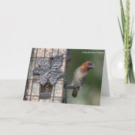 Cartão Coleção de Pássaros: Finch de Especiarias (notas d